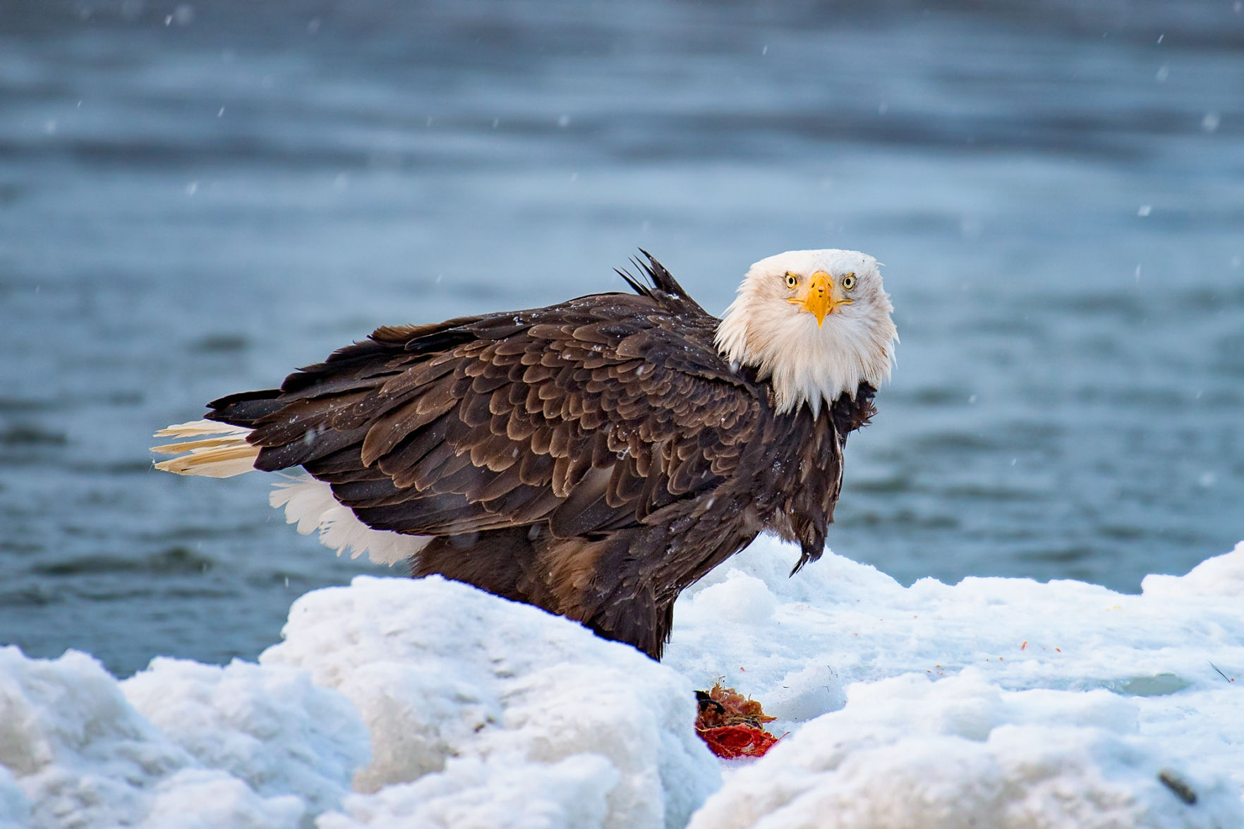 Bald Eagle off Chilkat River, Alaska